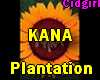PLANTATION     Kana