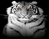 VM|White Tiger Rug