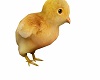 BABY CHICK