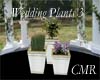 Wedding Plants 3 