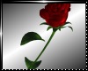 *R*Red single rose