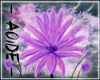 (A)Purple Daisy Painting