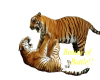 two tigers fighting