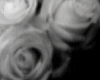 white rose artwork