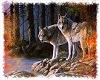 Pair of wolves photo