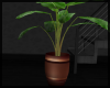 House Plant ~ Banana