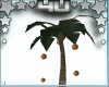 Falling Coconut Palm