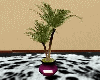 Potted Palm2
