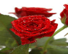 roses roses roses
