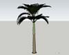 palm tree