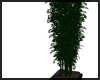 Tall Potted Plant ~