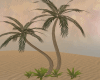 Desert palm/poses