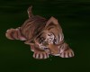 [DD] Safari Baby Tiger