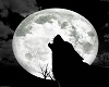 moon and wolf photo
