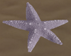 Starfish Grey