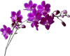 Purple Orchid Sprig