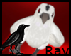 white raven