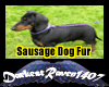 Sausage Dog Tail!