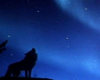 Midnight Howling Wolf