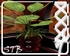 [STB] Red Eleg. Plant