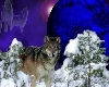 Wolf/Night/snow