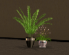 Two Plants warm tones