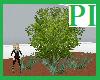 PI - Poplars/Grass