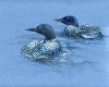 Loon Painting 1