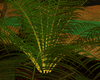 [kyh]africa  plant 9