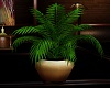 *pip Elegance plant