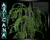 {AK} Oasis Ficus Plant