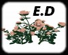 [E.D] ROSE PINK