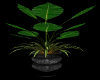 plant with nice vase