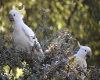 Aussie White Cockatoos