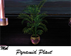 Pyramid Plant - Palmier