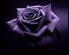 -S- Purple Rosee