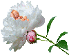 animated baby on flower