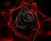 Gothic Red Rose FishTank