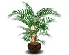 palm leopard potted