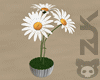 乙 Daisies