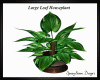 Large Leaf  Houseplant