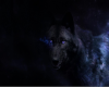 [BIR] The Wolf