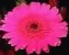 Z.Pink Gerber daisy