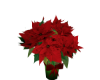 🎄Christmas Poinsettia