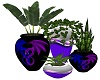 DragonHeart Plant