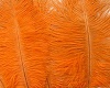 orange feather black