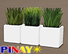 Potted Grass - White