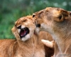 Lion grooming