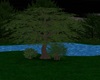 Tree Set V1