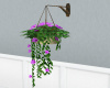 Hanging Flower Plant